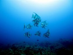 Atlantic Spadefish - Tuna Alley drift dive. It was like t... by Katherine Destefano 